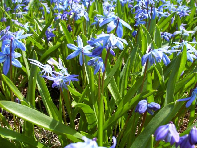 Blue flowers in lawn 4.jpg
